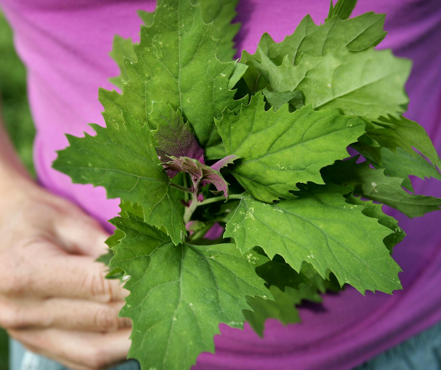 Popular among foragers, leafy lamb's quarters are similar to spinach.