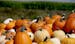 Some of the many different types of pumpkins at Knaptson Orchards, Thursday, August 4, 2014 in Greenfield, MN. Gabe Knapston and his family own and op