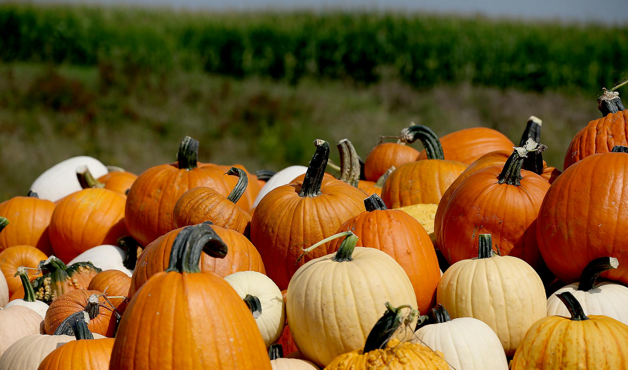 Some of the many different types of pumpkins at Knaptson Orchards, Thursday, August 4, 2014 in Greenfield, MN. Gabe Knapston and his family own and operate the orchard which has pumpkins, raspberries, apples, cherries, flowers, and many vegetables. ] (ELIZABETH FLORES/STAR TRIBUNE) ELIZABETH FLORES • eflores@startribune.com