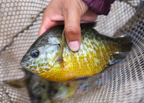 Plan to raise bluegill numbers by lowering bag limits gaining support