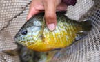 Sunfish, bluegills and crappies — collectively known as panfish — are the most sought-after finned species in Minnesota.