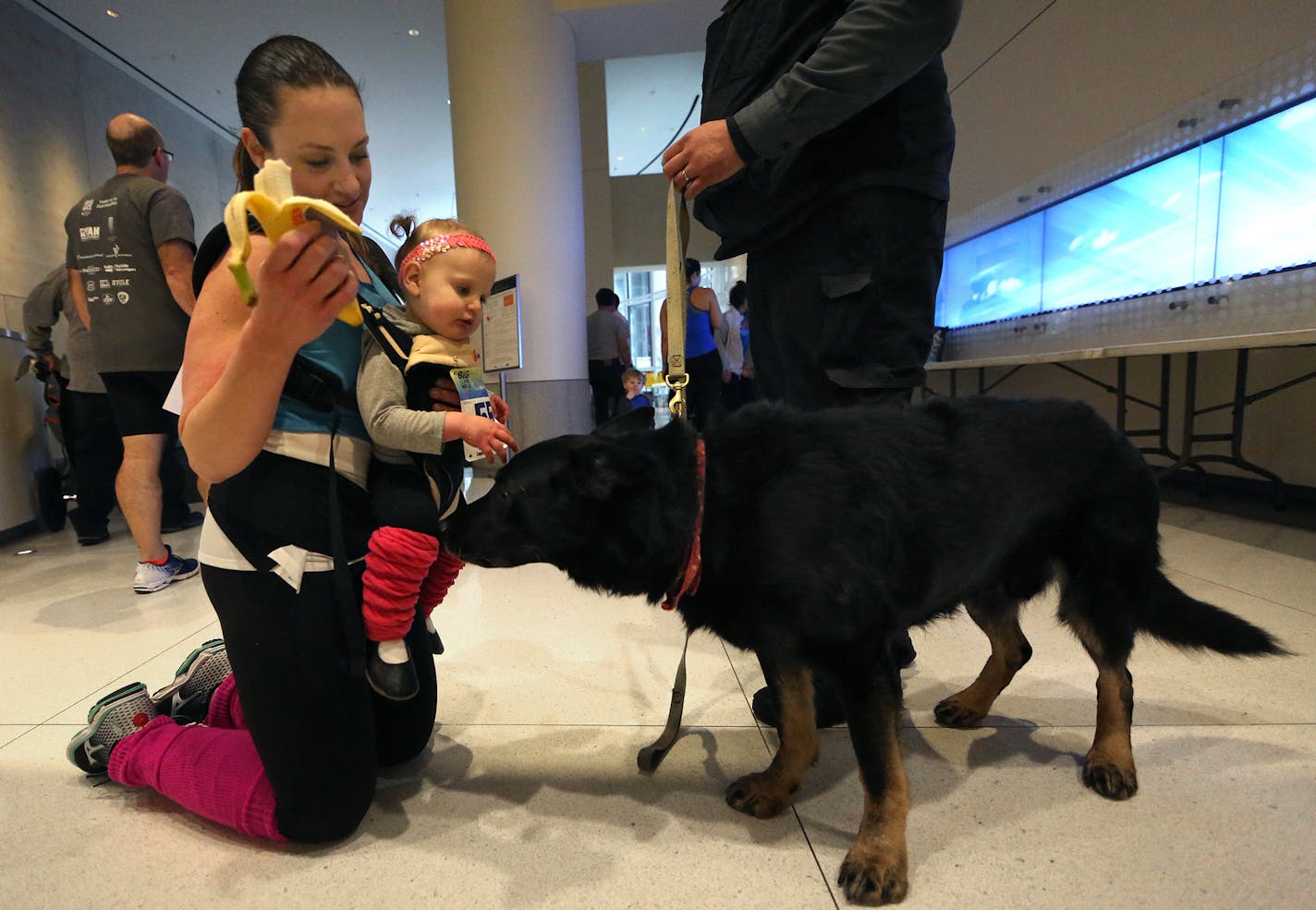 Adak, a German shepherd, and handler Dan Hughs, greeted 17-month-old Nina Webb and her mother, Aleesha Webb, Blaine. Aleesha participated in a stair climbing event at the building, and carried Nina during the climb. ] JIM GEHRZ &#xef; james.gehrz@startribune.com / Minneapolis, MN / February 6, 2016 /9:30 AM &#xf1; BACKGROUND INFORMATION: A St. Cloud company that specializes in providing dogs for explosive detection has made a pivot with the times. Dogs for Defense began servicing military and go