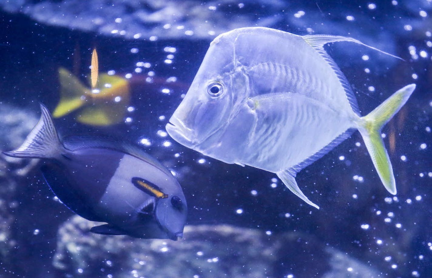 The live fish that were in huge aquariums at Rainforest Cafe have not made the move to a new location at the Mall of America.