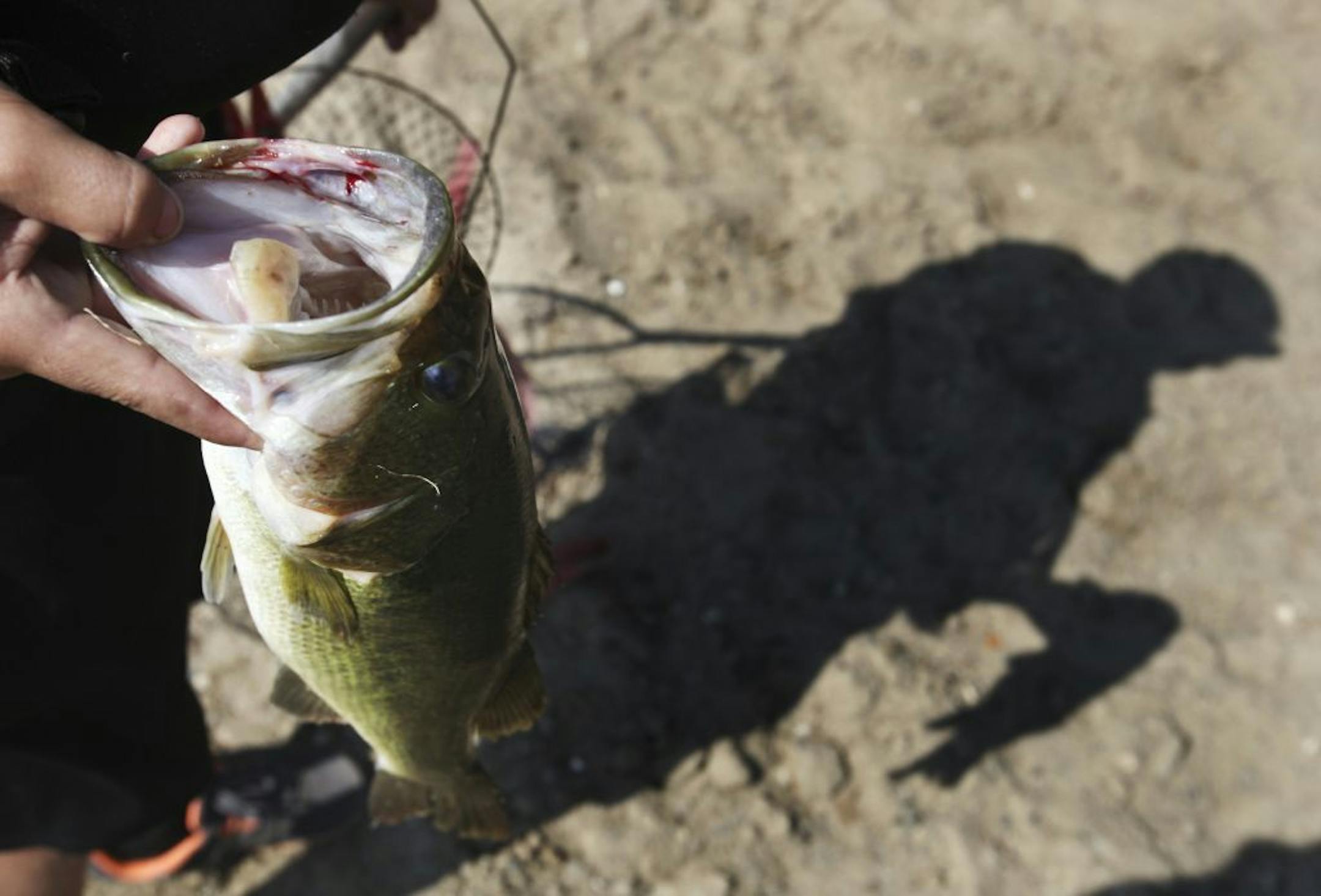 Levi Feldewerd, 15, of New Munich, Minn., showed off the largemouth bass he caught in Long Lake, near Camp El Rancho Manana.