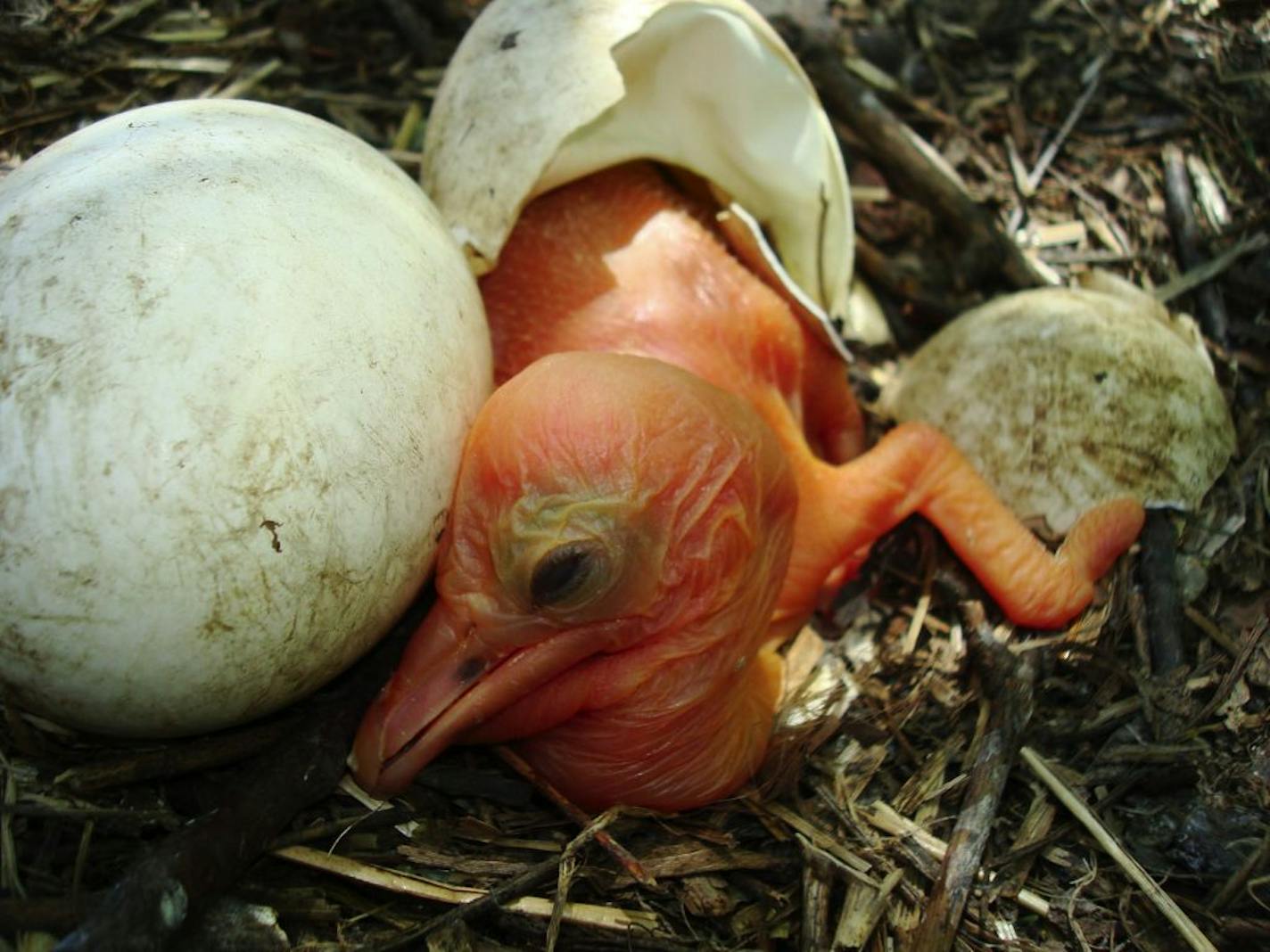 This chick was found among thousands of smashed American White pelican eggs last May in a colony in southern Minnesota.