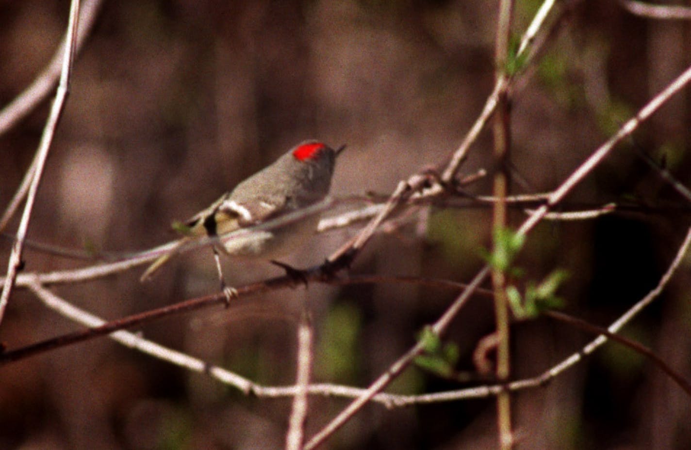 Fred and Dorothy Waltz lead a beginning birdwalk in Roberts Bird Sanctuary and around Lake Harriet in Minneapolis. -- A tiny ruby crowned kinglet, which is smaller than a chickadee, was one of the migrants the birders saw. ORG XMIT: MIN2013102513584933