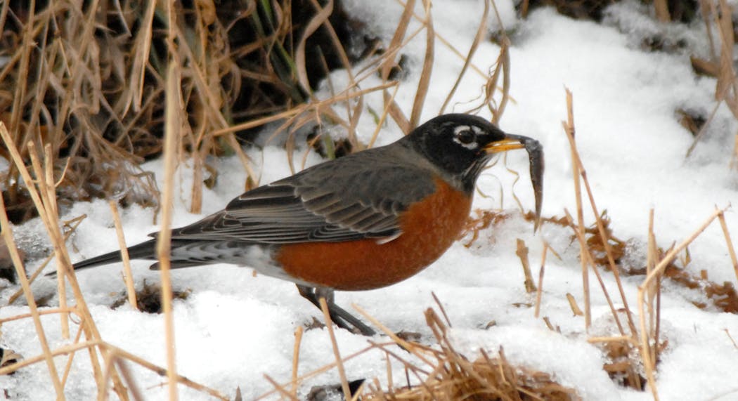 Robins will eat minnows to supplement their winter diet.