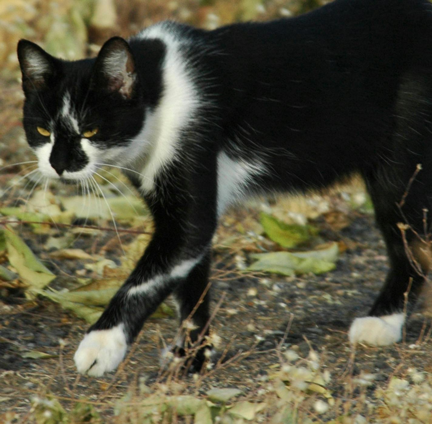 Feral cat credit: Jim Williams