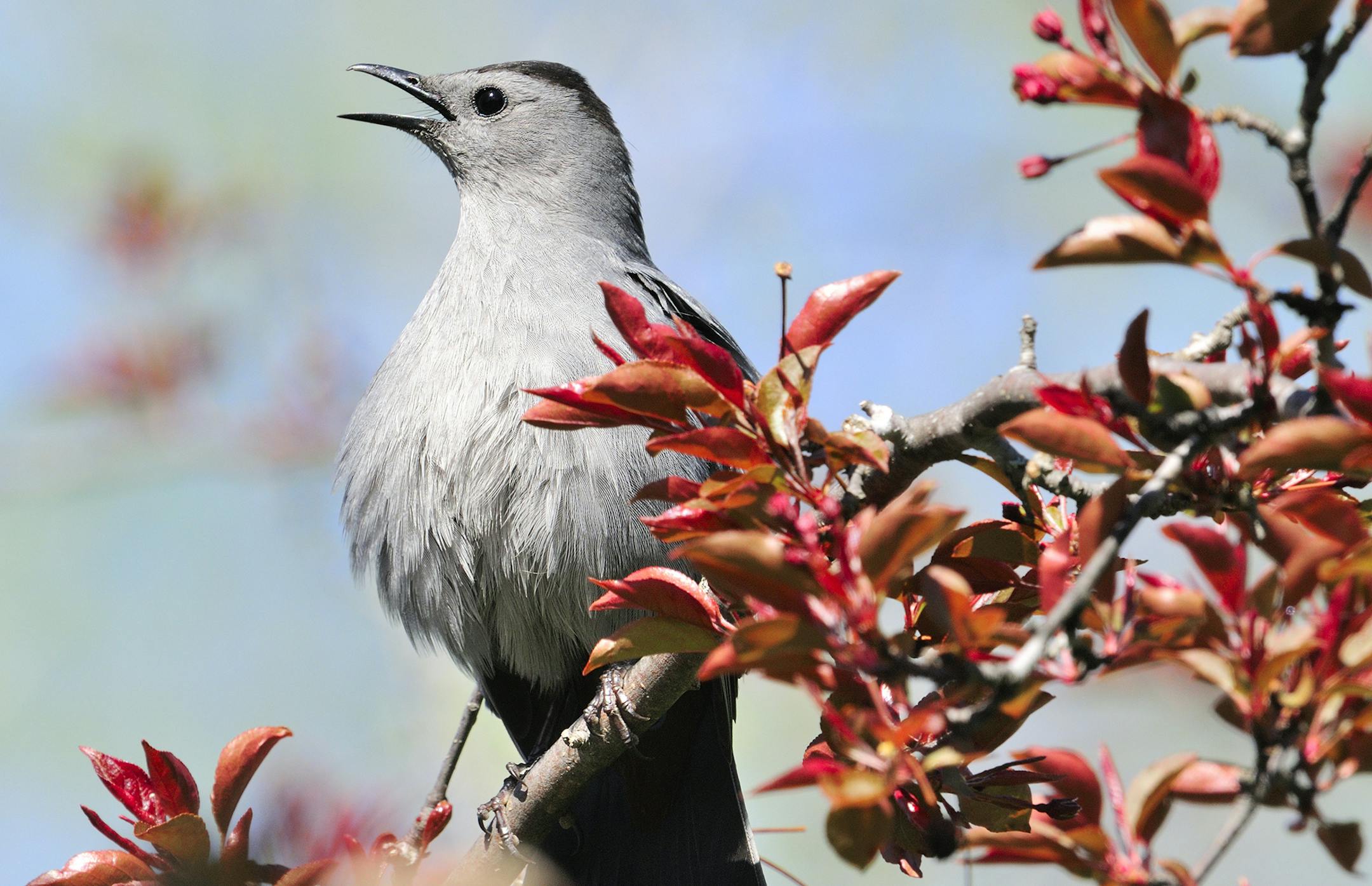 A male gray catbird chants loudly to lure a mate. Catbirds holler a variety of courtship calls, some mimicating other birds species.