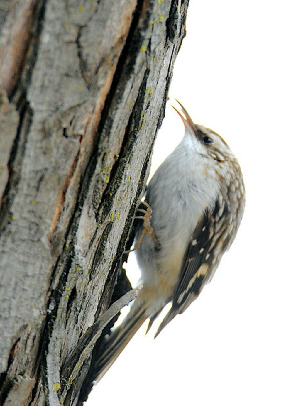 Look closely — The sharp tweezer bill of the brown creeper is about to capture a tiny insect on the bark. The bird takes spiders and insects and their eggs.