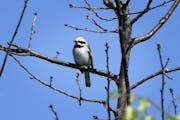 The Tamarac National Wildlife Refuge is one of the last places where golden winged warblers successfully nest and lay eggs. Their nesting areas are on