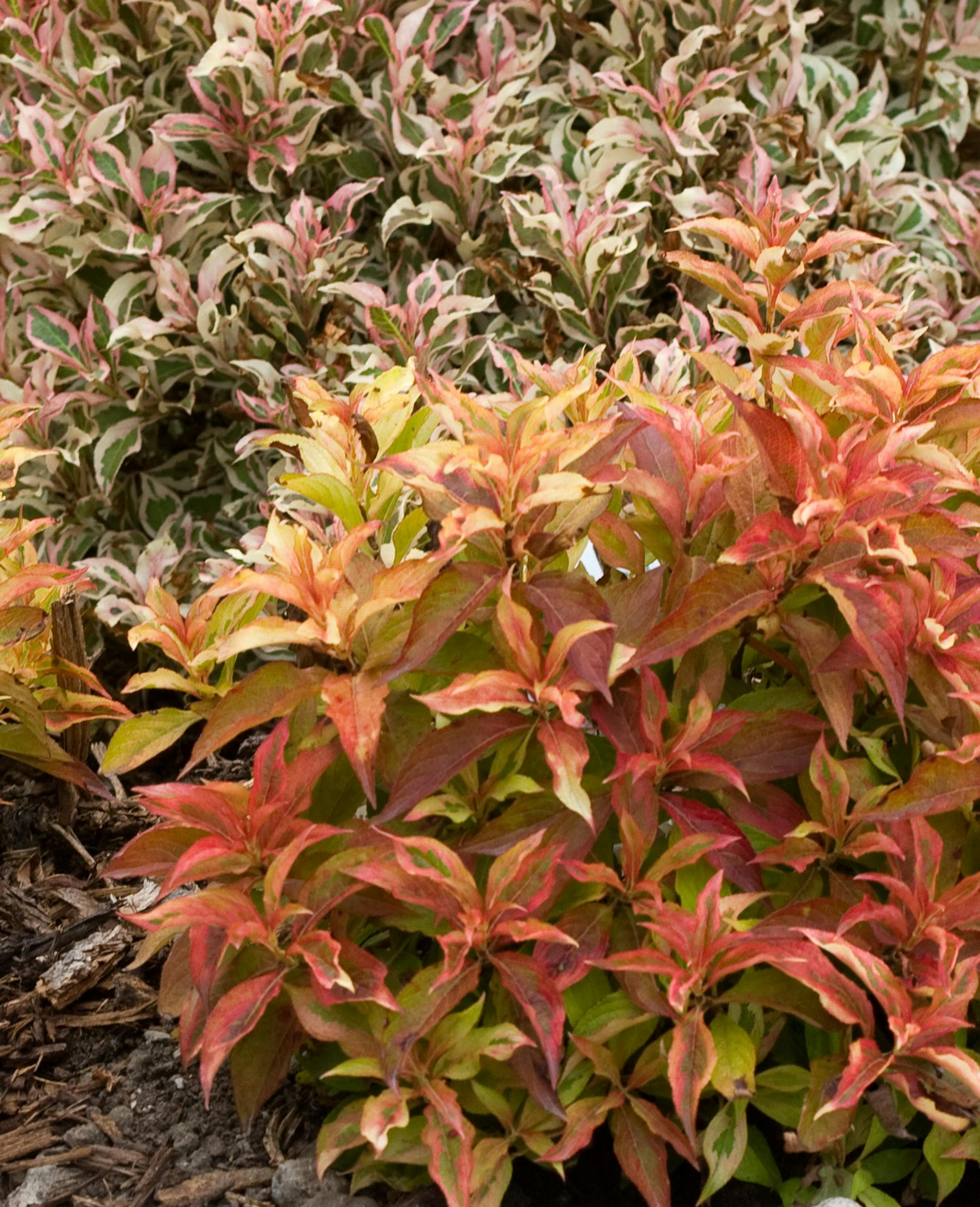 credit: Bailey Nurseries Weigela My Monet Sunset