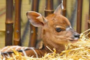 A new female nyala calf has been announced at the Como Park Zoo.