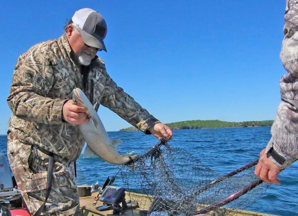 Loren Slette of Duluth removes a lake trout he caught in 165 feet of water on Lake Superior, north of the city. His fishing buddy, Bruce Sederberg, ha