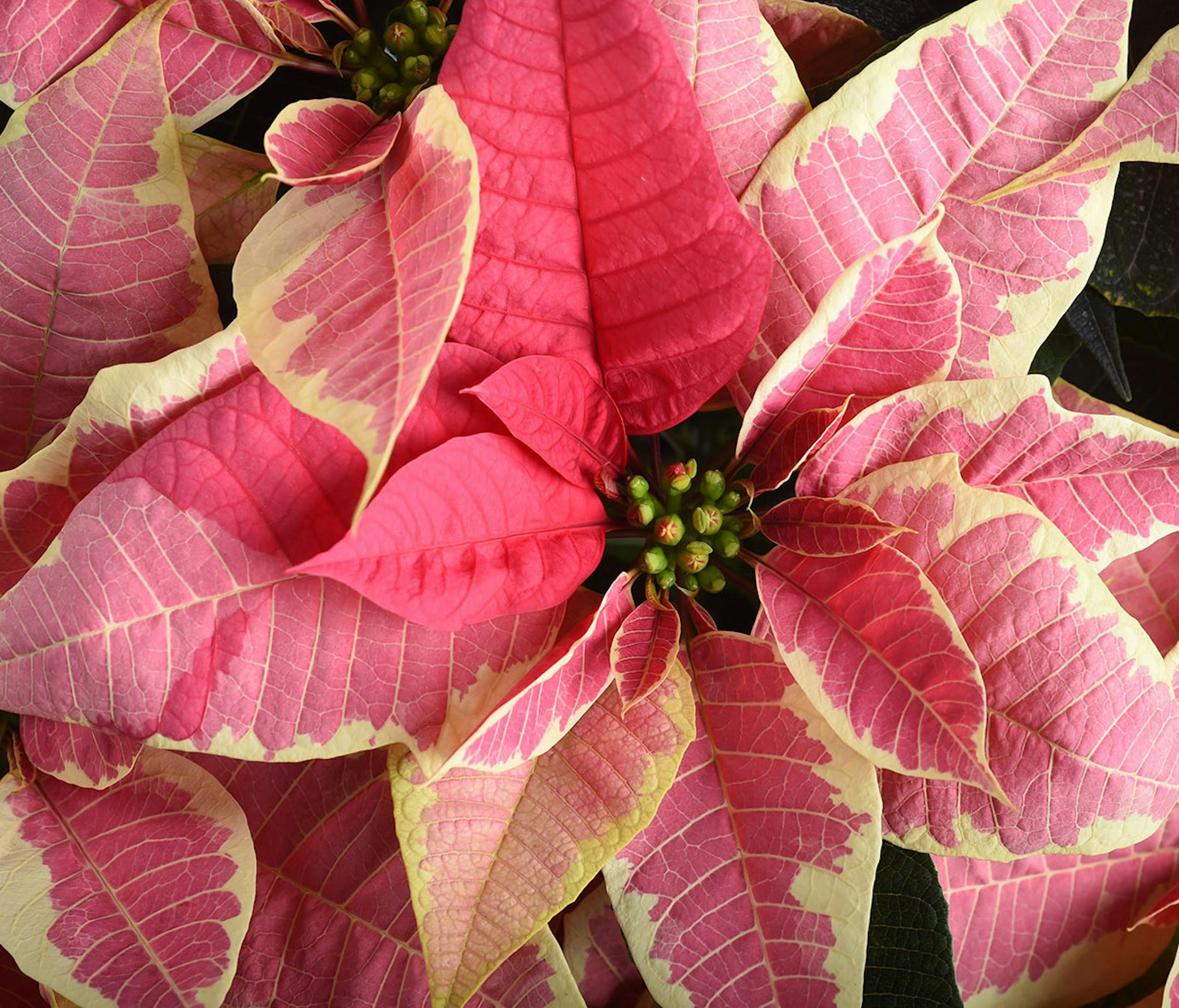 Poinsettias have branched out with more colorful and robust varieties available; here, a Marbella poinsettia. Illustrates GARDENING (category l), by Adrian Higgins, (c) 2014, The Washington Post. Moved Thursday, December 04, 2014. (MUST CREDIT: Washington Post photo by Matt McClain.)