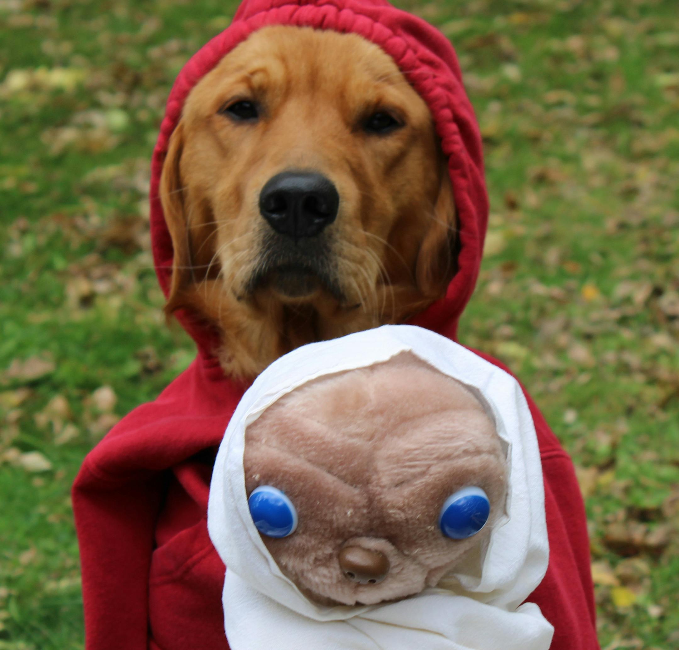 Pop culture:
Third place
Pet: Rookie
Owner: Colleen Miller, of St. Michael
Comment: Miller used an E.T. plush toy her husband had as a kid and an old sweatshirt her teenage son wore as a toddler to create an homage to the classic Steven Spielberg movie. “I know there was a reason I saved this little red sweatshirt all of these years!” Miller said. 2019 Halloween Pet Costume Contest