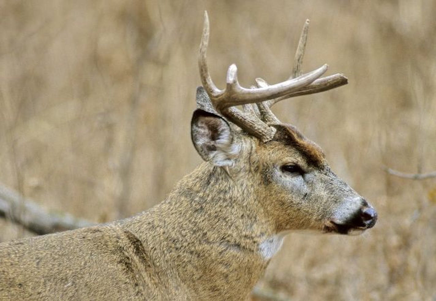 This buck broke three antler tines during a battle with another buck. A bit of watery blood is present in the corner of the deer's mouth. The author witnessed the ferocious confrontation.