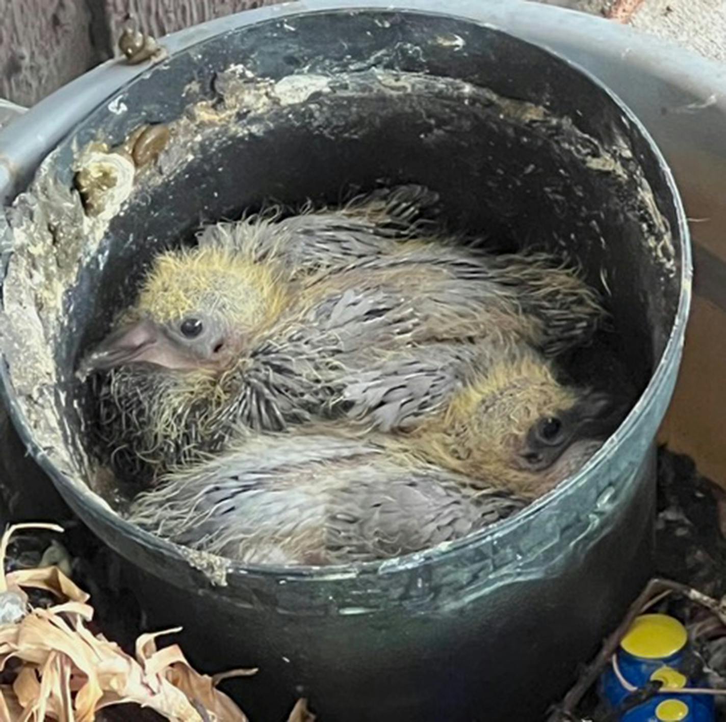 Pigeon chicks in a nest made in a plastic pot.