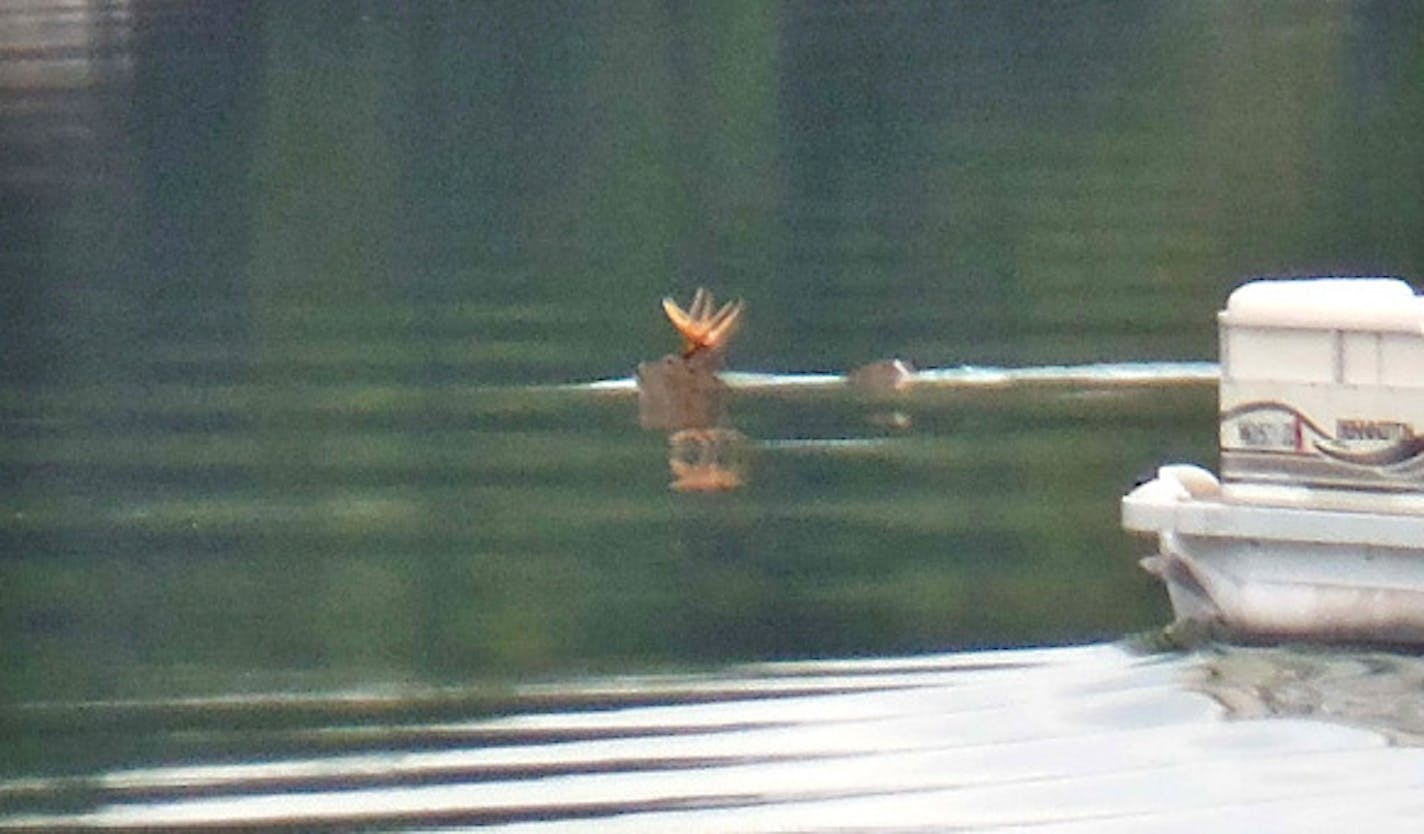 Photo from Mn. Dept. of Natural resources incident report concerning a complaint of a boater harassing a deer that was swimming in Tulaby Lake, Mn, 9/6/2015. Photo: from DNR incident report.