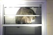 Masked suspect in Lakeville home invasion turns out to be hungry 20-pound raccoon