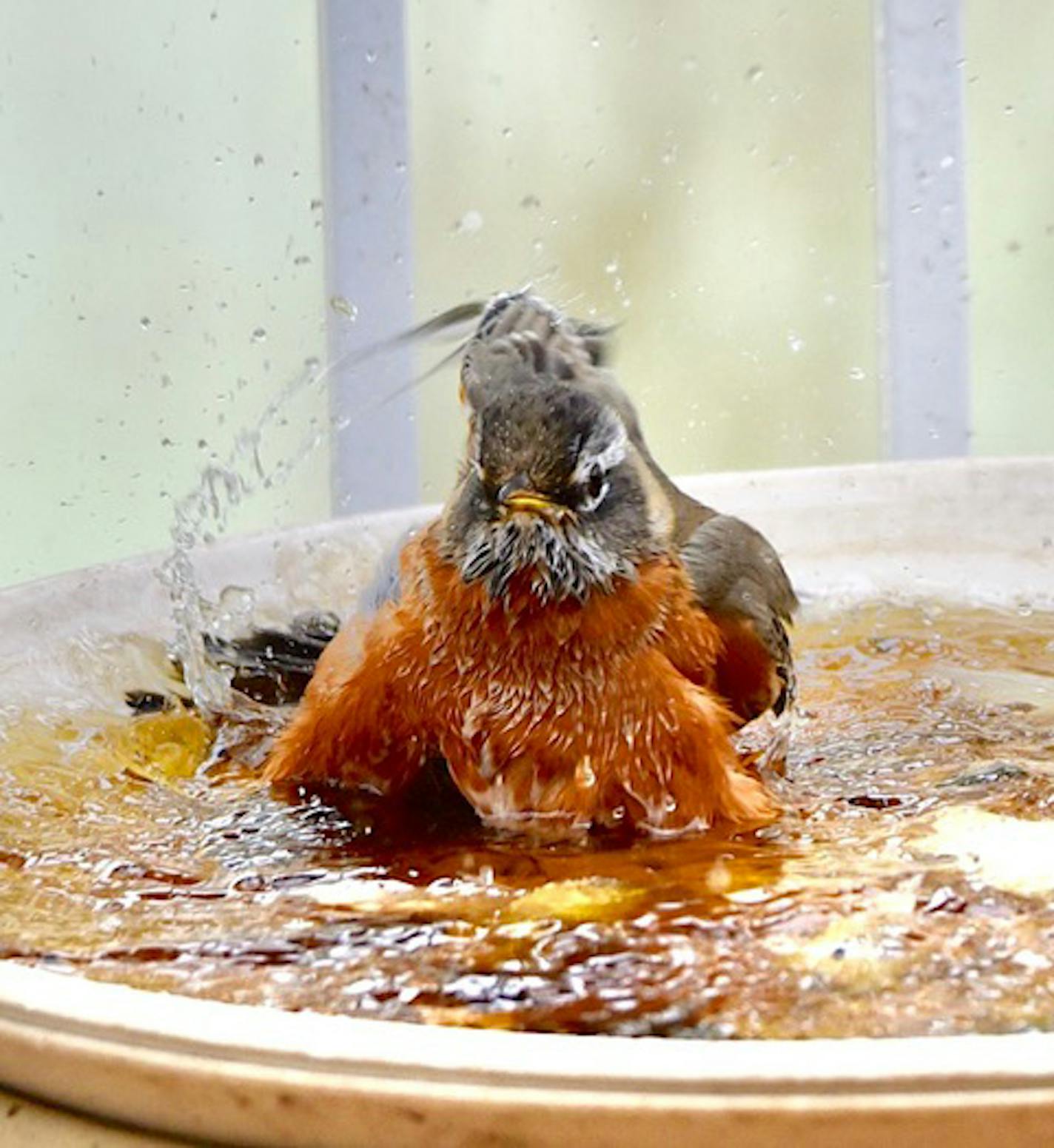 Robins love to bathe.Jim Williams photo