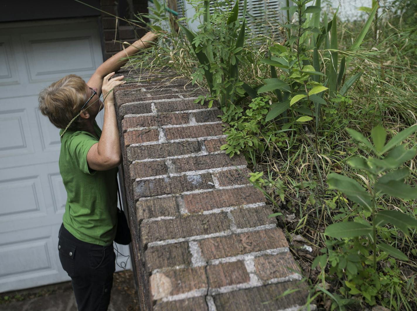 Fiona Lennox checked a neighbor's milkweed plants for monarch eggs.