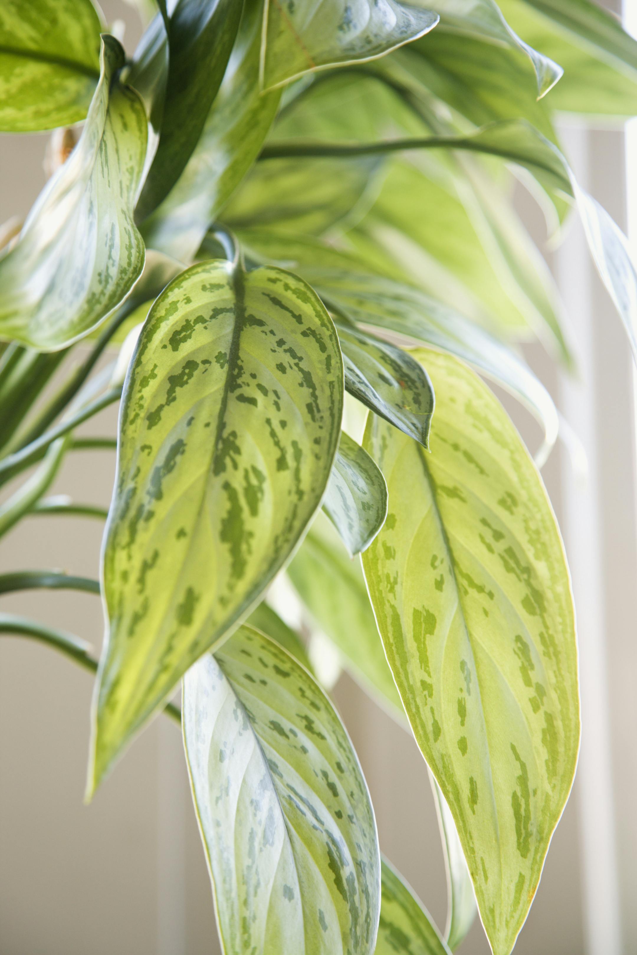 Chinese Evergreen houseplant