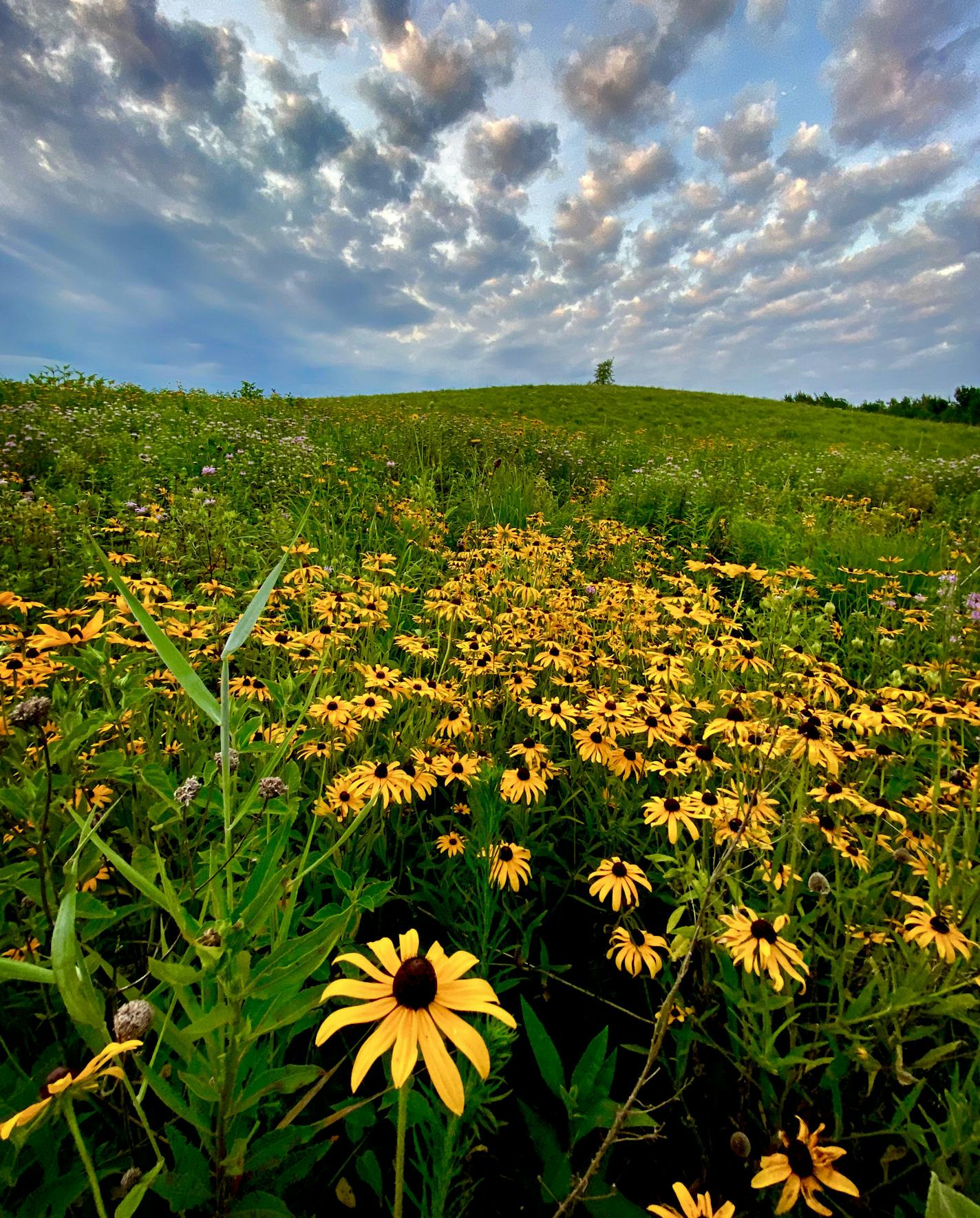 Black Eyed Susan flowers bloom in Crow Hassan Regional Park, which is home to a remarkably diverse and thriving prairie that's been built and managed over 50 years by the Three Rivers Parks District. "This isn't a native prairie. We created this. This was a man-made prairie," said district biologist John Moriarty of the 1,200-acre complex. brian.peterson@startribune.com Minneapolis, MN Monday, July 13, 2020