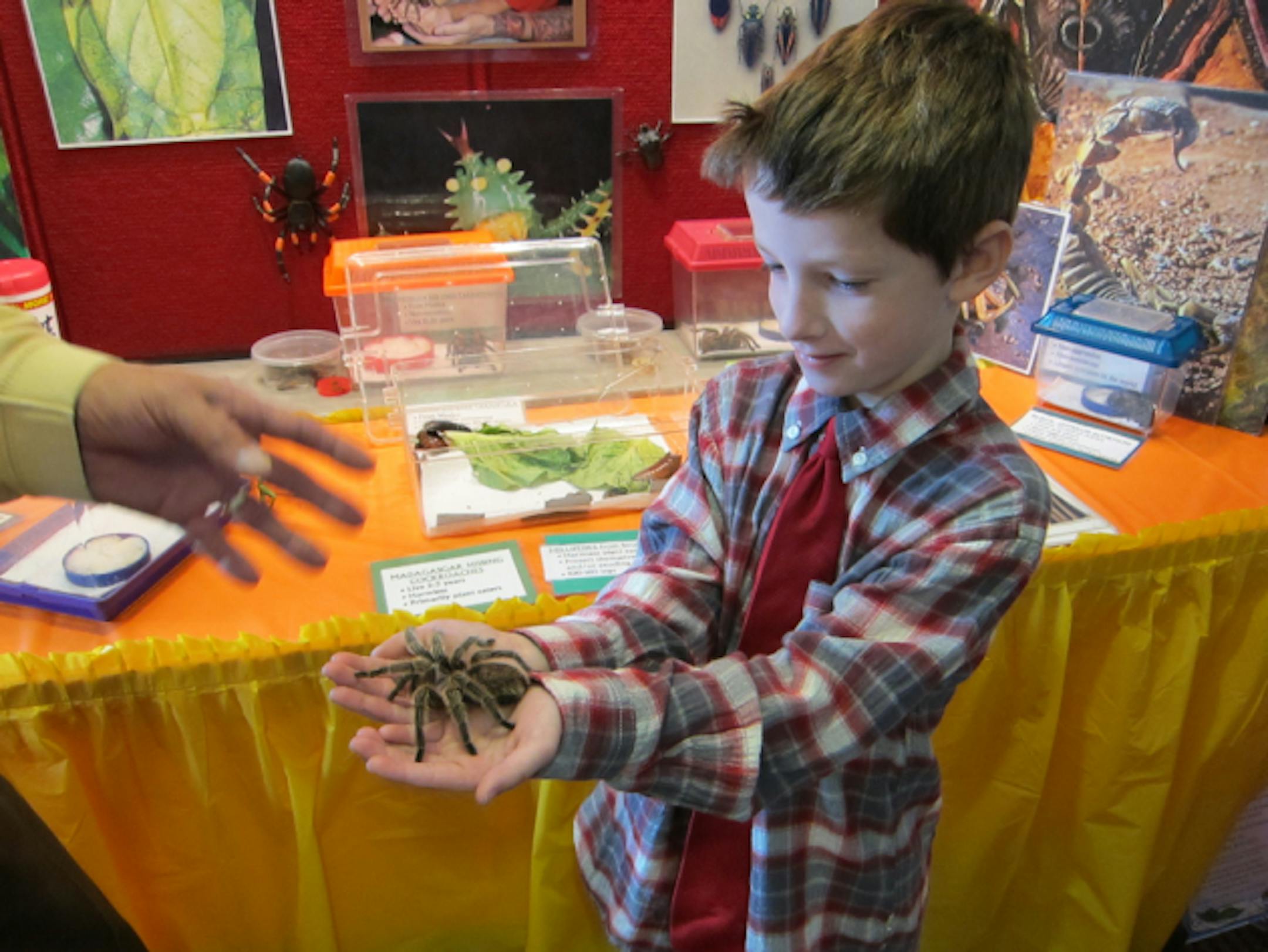 Baxter Heino, 7, of Minneapolis, carefully held a tarantula in his palms. Behind him, a hissing Madagascar cockroach tried to escape from his plastic home. (Seconds before freedom, he was flicked back inside.))