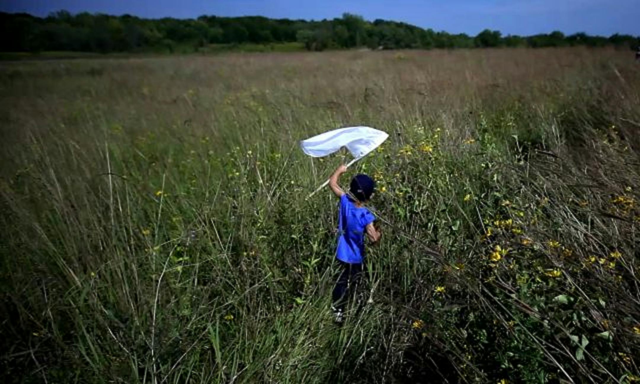 Aaron O'Connor, 5, wandered through tall prairie grass in search of monarch butterflies. O'Connor was helping capture and tag butterflies with his brother Hayden, 7, and mother, Alicia, of Rogers.