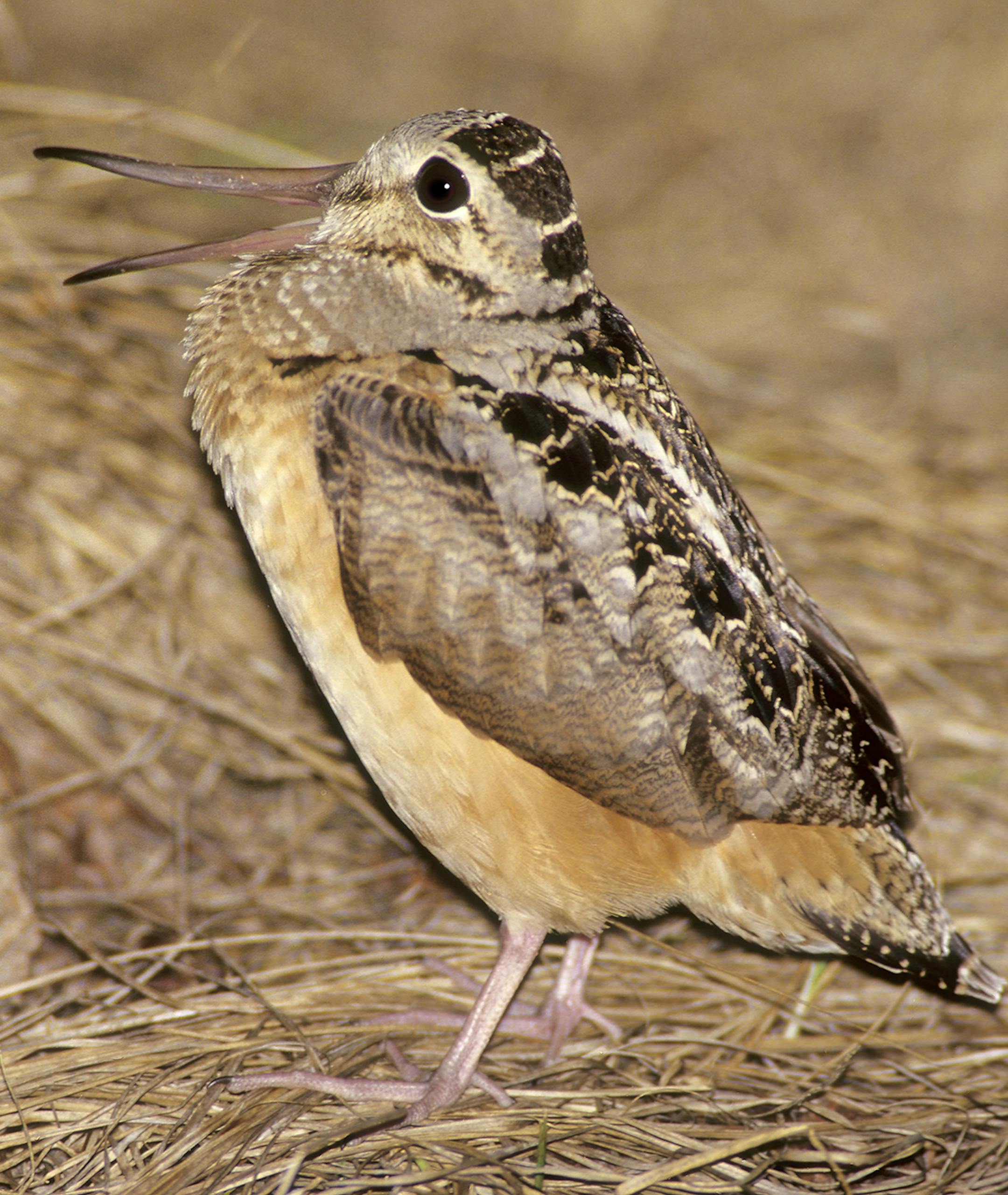 DO NOT USE! ONE-TIME USE WITH BILL MARCHEL COPY ONLY! Photo by Bill Marchel. Another rare image of the woodcock's mating ritual, this photo shows the male woodcock vocalizing to attract a female. The courting woodcock's call is called a "peent."