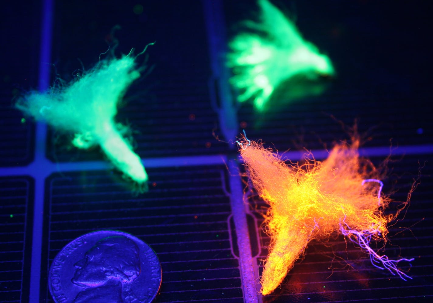 Photo credit: Ellen Damschen Glow-in-the-dark seeds were created to determine if corridors affect where seeds go. The seeds were made to have similar physical characteristics to native plants at the study site, but had the advantage of being able to be found with a black light at night. Nickel shown for reference.