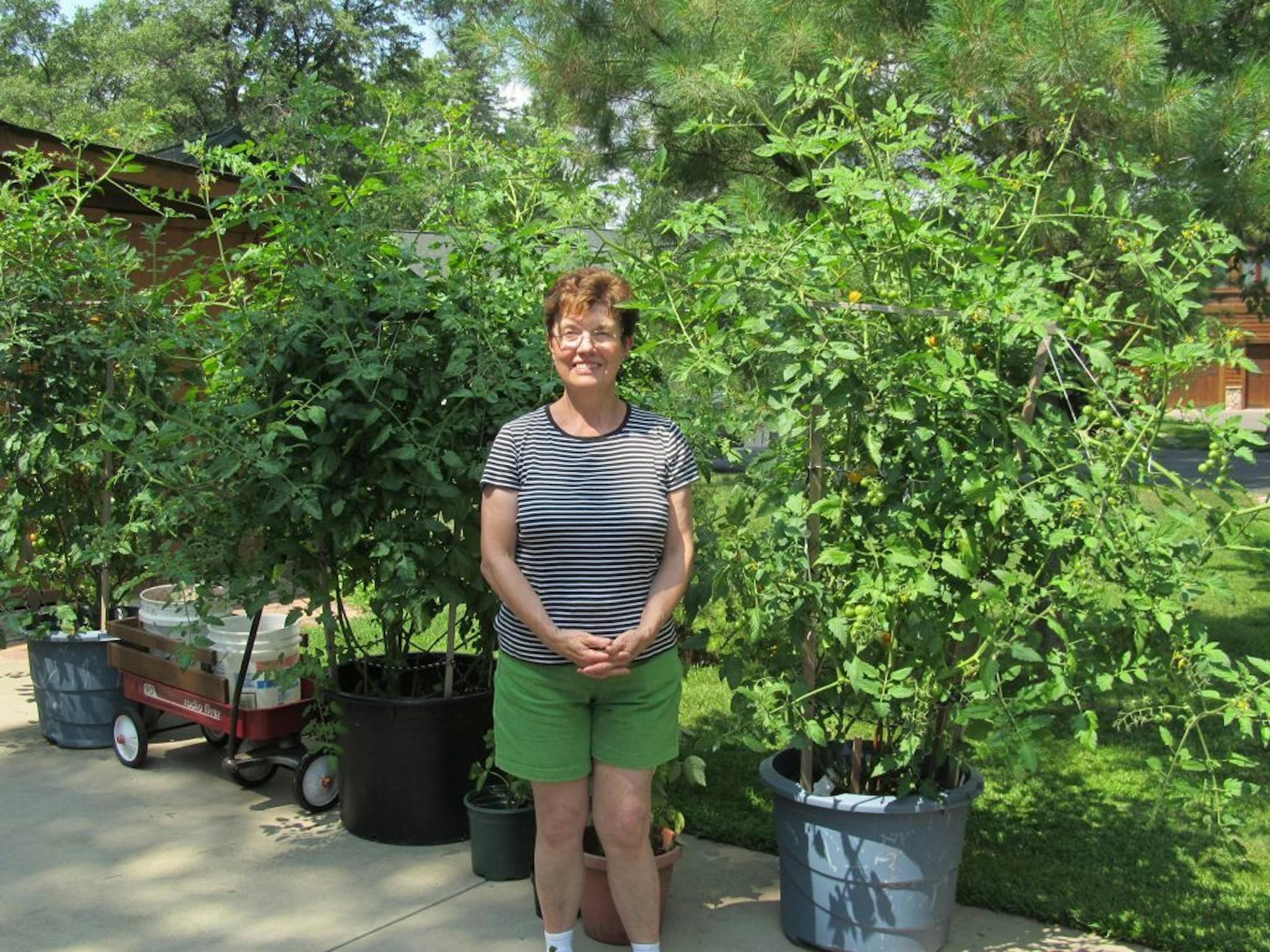Marjorie Elie or Crosslake, Minn., has had very good luck with her driveway garden of Sweet 100s and Sun Sweet cherry tomatoes. "I live in Crosslake and being on the lake doesn't give me a vast piece of property to have a vegetable garden. These plants annually reach the height of 8 feet and continue to amaze my neighbors and friends who always look forward to our sharing a bowl or two with them," says Marjorie.