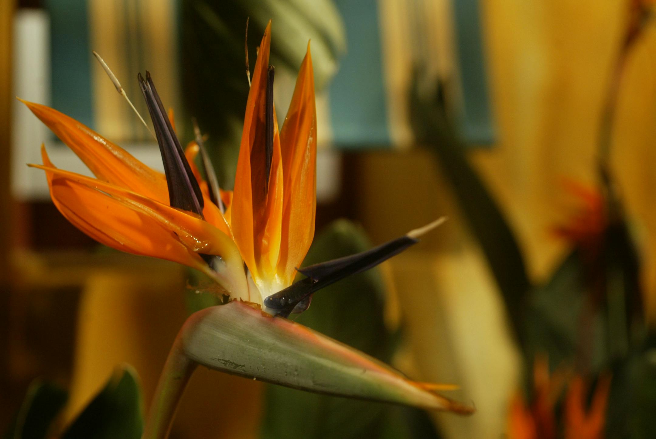 Joel koyama/Star Tribune Marshall Field's and Bachman's Spring Flower Show.