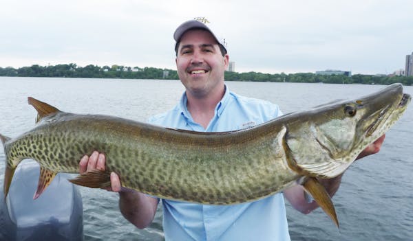 Dave Sdano of Eden Prairie with a 51-inch muskie he caught on Lake Calhoun in Minneapolis.
