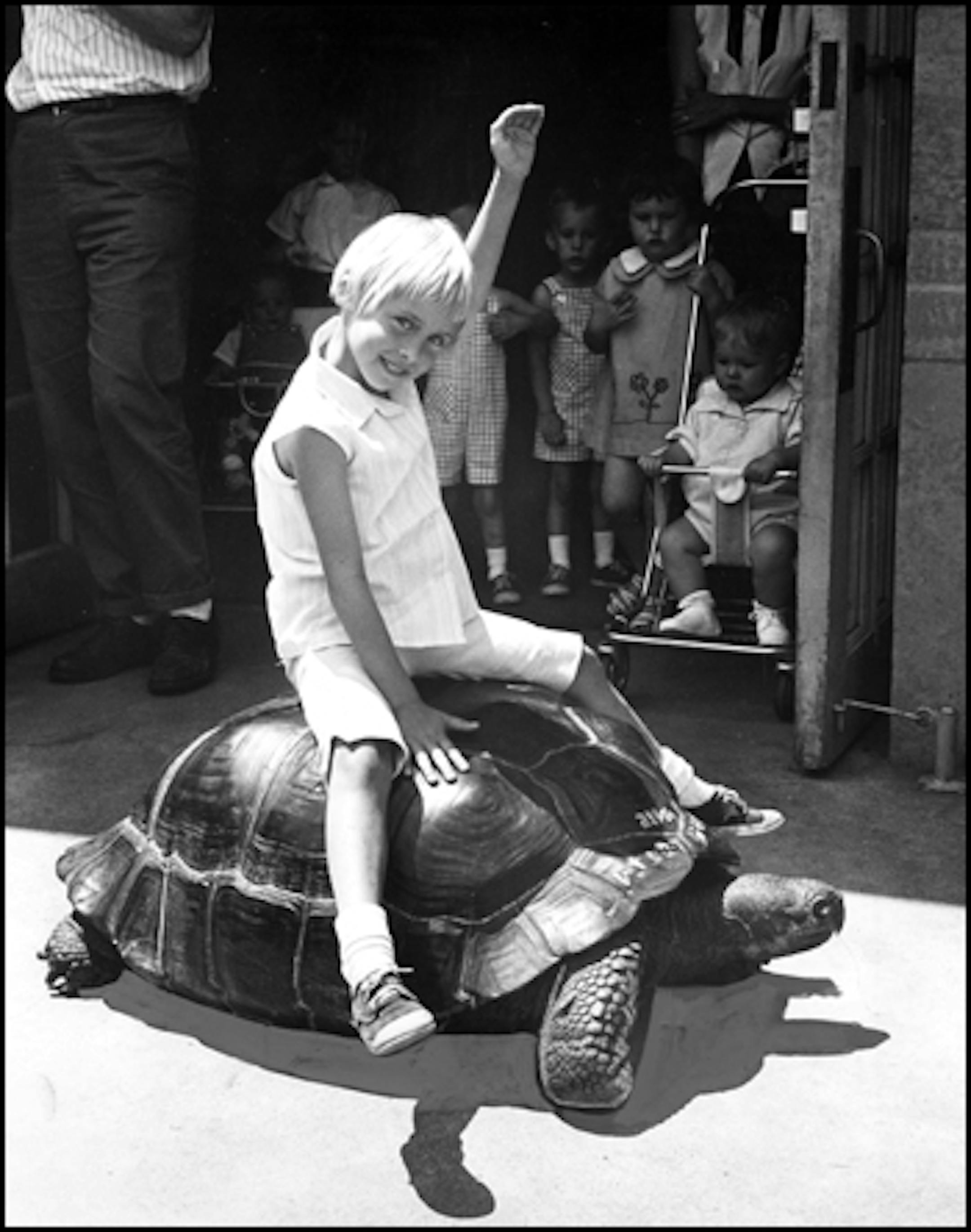 June 24, 1964: "It was a hot day at the Como Park Zoo in ST. Paul. The grass was green, the sky was blue and it was summer vacation time. For a child with a yen for fun and animals the zoo was a natural. Plenty of animals, boats, a ferris wheel and other things to fascinate the small fry. Jill Hamblin, 6, 7201 14th Av. S., Richfield, decided it might be nice to ride on a turtle (left).