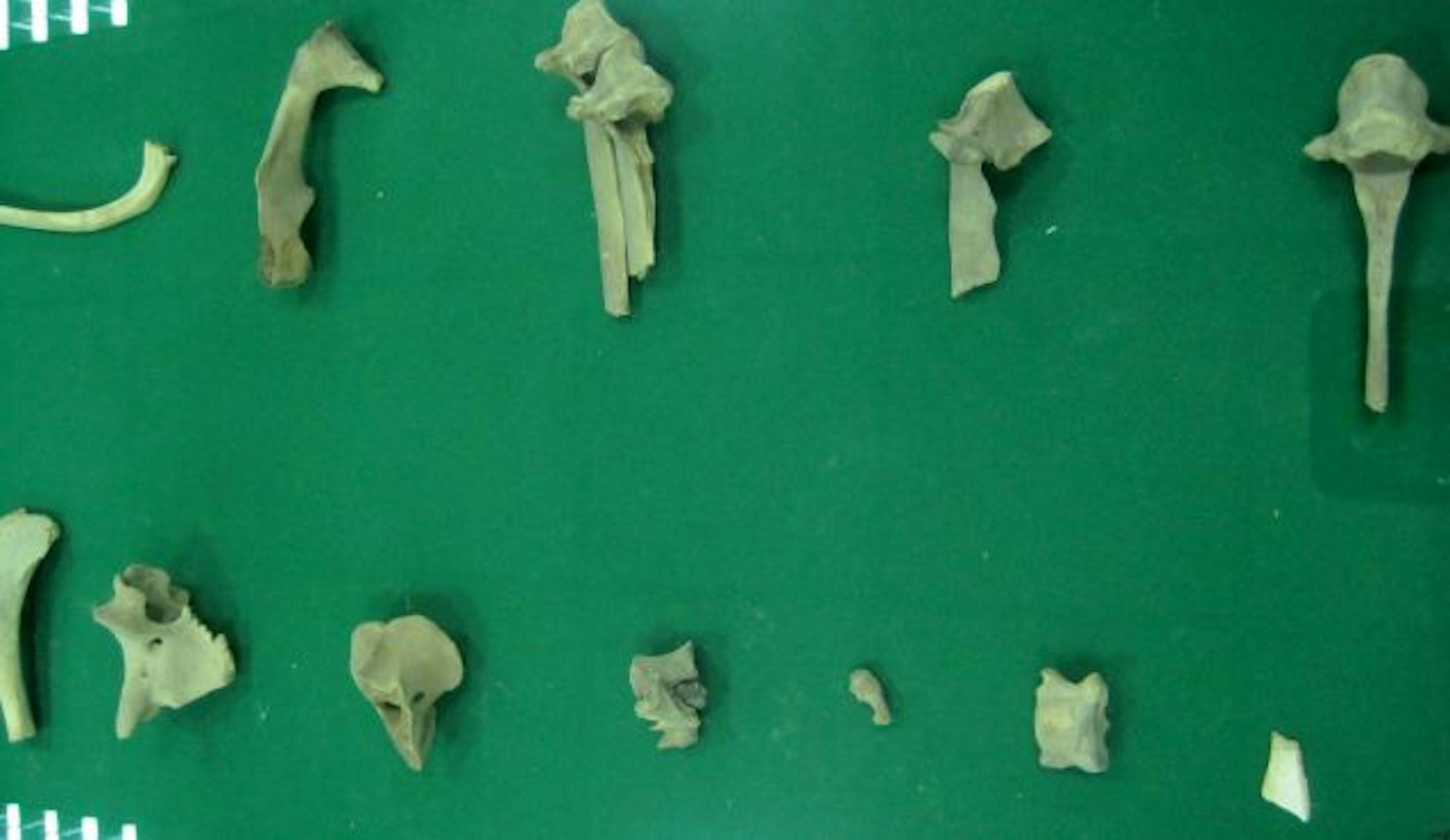Bone fragments unearthed from mass graves in Iraq were used as evidence of crimes against humanity by ex-Iraqi dictator Saddam Hussein. The fragments are now on display inside an evidence room that Iraqi officials expect to open as a museum in 2011.