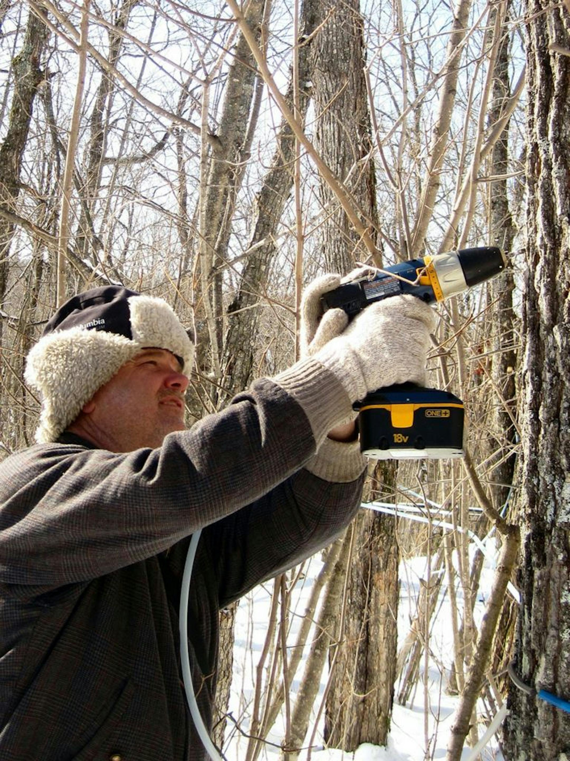 Dave Toften, an employee of Wild Country Maple Syrup, drills a hole for a maple tap.