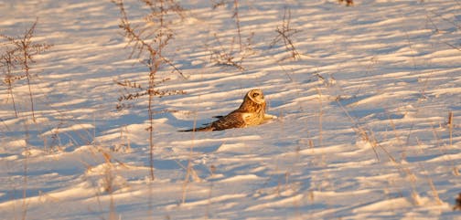 A short-eared owl on a snowy field looking skyward.