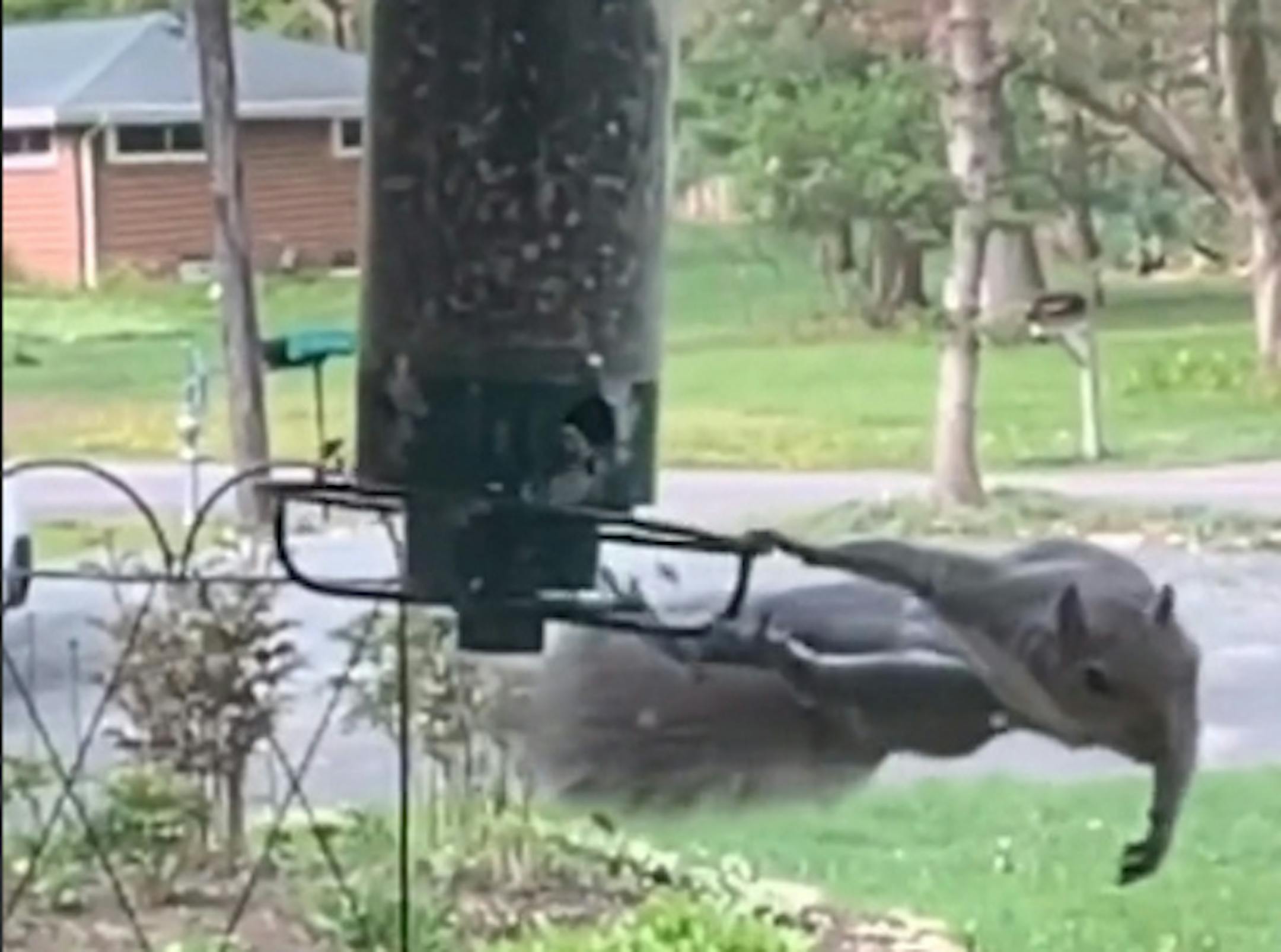 Randy Lindorff A squirrel twirls gracefully on the bird feeder.