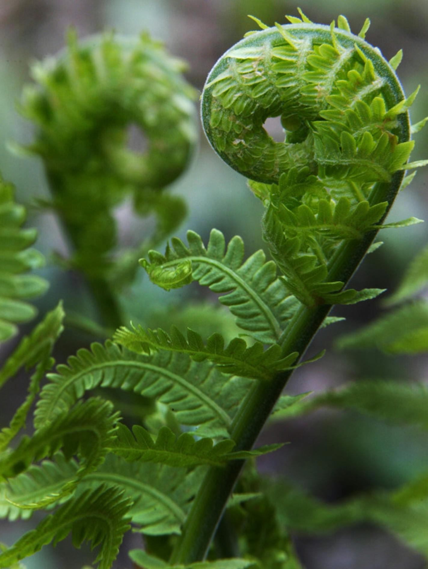 White Water State Park,MN;5/1/03:A couple of fiddle head ferns bask in the spring warmth before they will soon unfurl at Whitewater State Park.