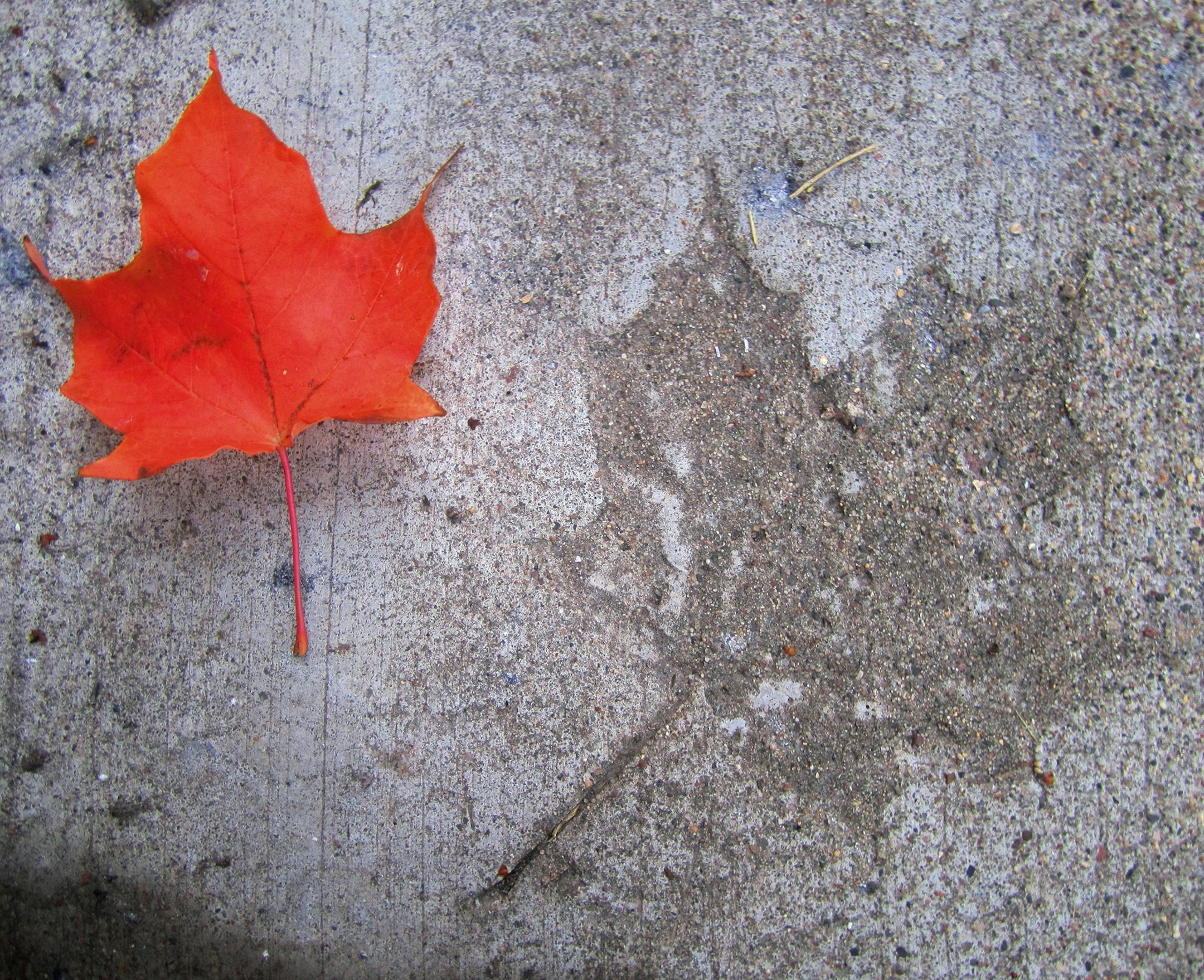 Photographer: John-Brian Paprock, Robbinsdale. The photo: Little fall impressions. [focus101616