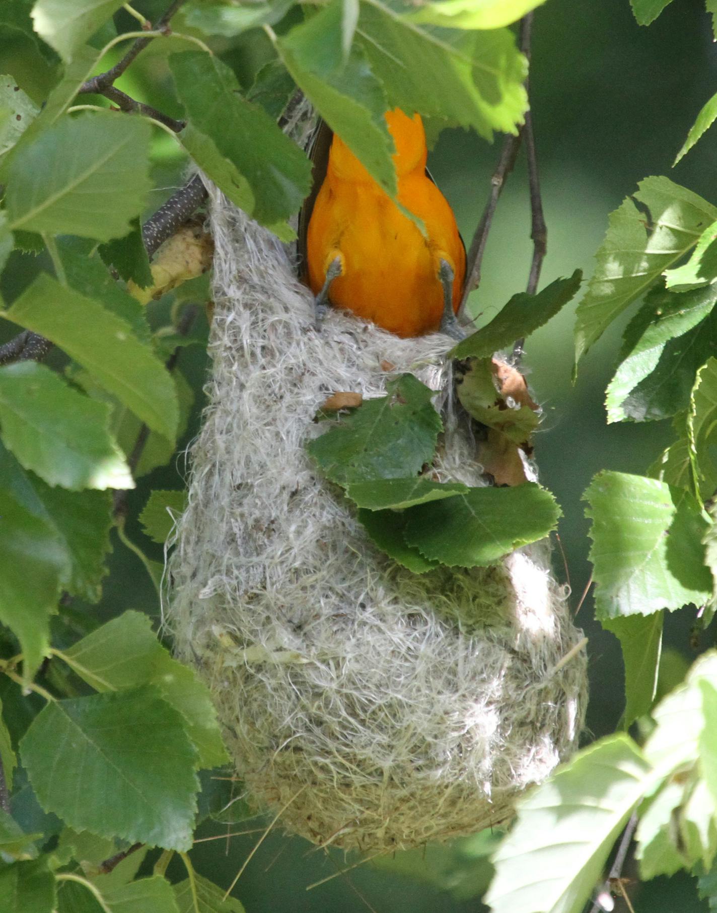 3. A male oriole feeds a nestling inside a well-hidden nest.
photo by Don Severson for ONE TIME USE ONLY WITH BIRDING COLUMN