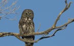 A great gray owl was an agreeable subject at Sax-Zim Bog Up North.