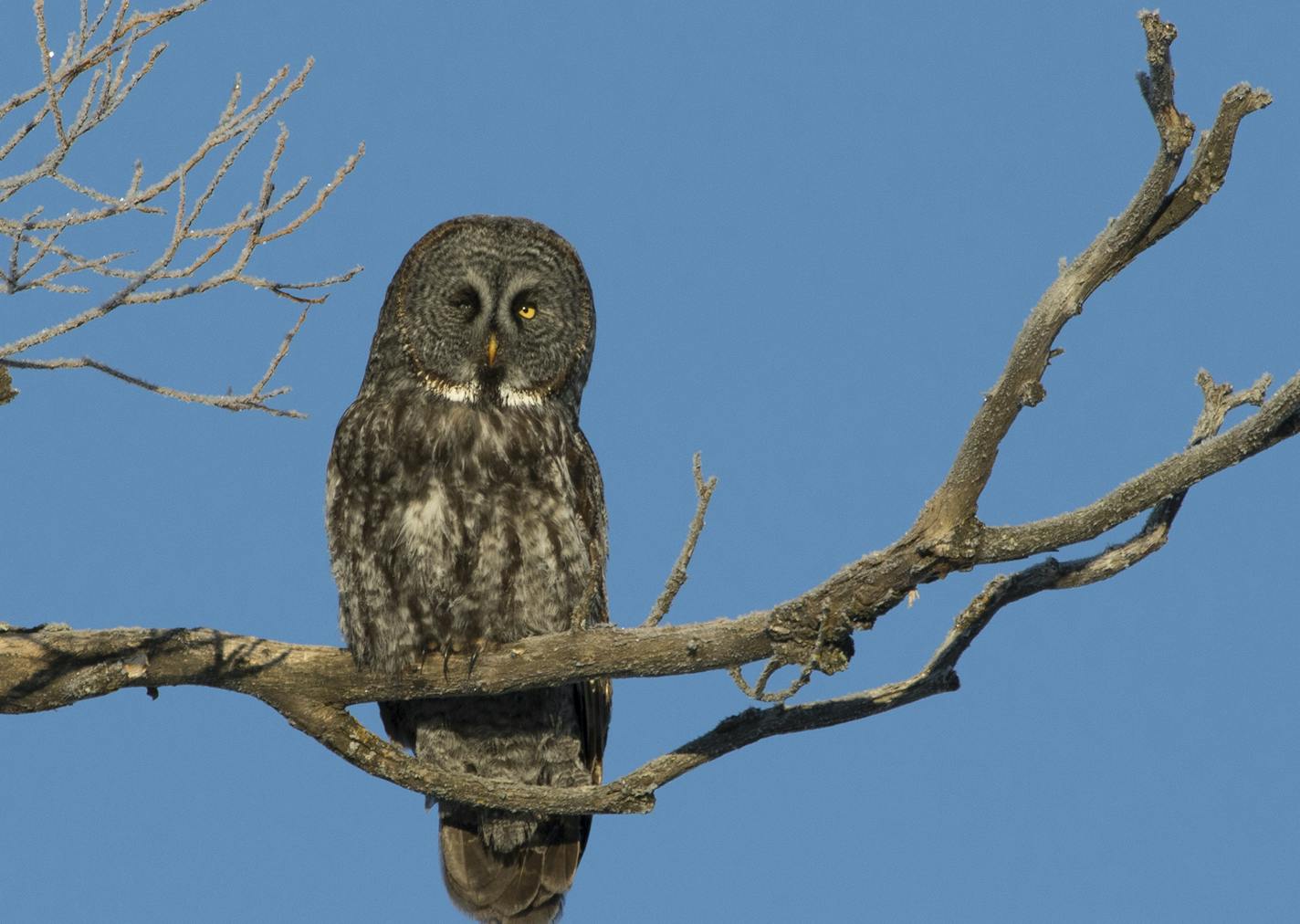 A great gray owl was an agreeable subject at Sax-Zim Bog Up North.