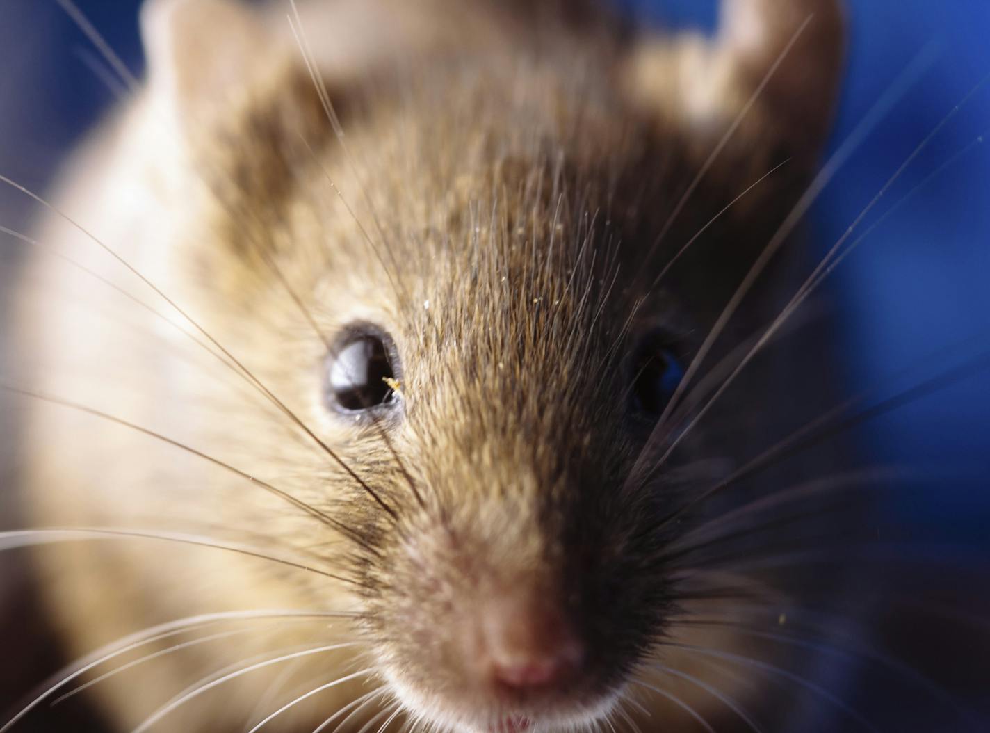 A laboratory mouse at the Allen Institute for Brain Science in Seattle, July 2, 2013. The work of investigator Clay Reid, and scientists at Allen and elsewhere, is part of a surge of activity in brain research as scientists try to build the tools and knowledge to explain how brains and minds work. (Zach Wise/The New York Times) ORG XMIT: XNYT102