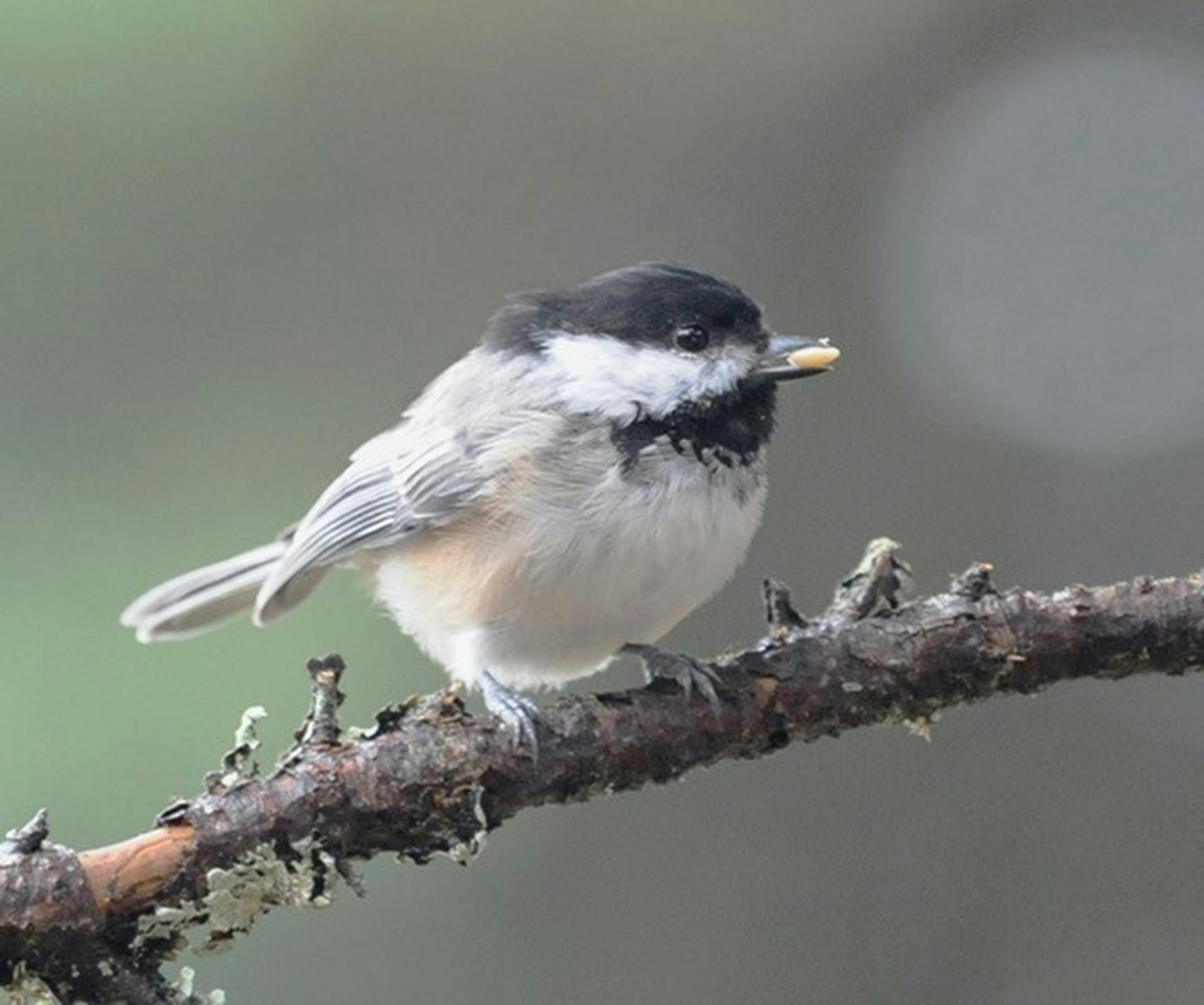 Black-capped chickadee perched on a twig with a seed in its beak.