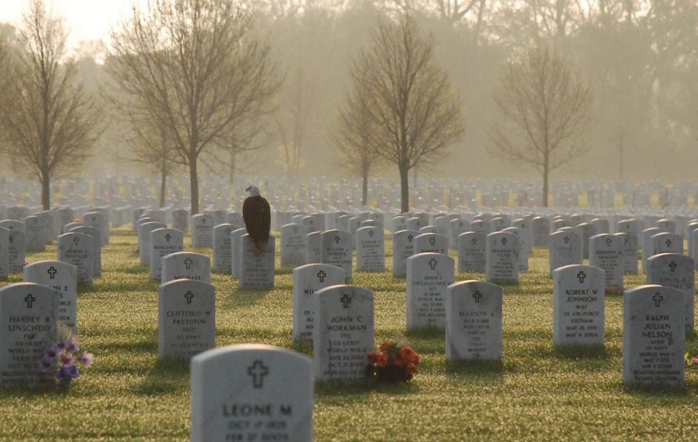 Frank Glick took this photo at Fort Snelling Cemetery. Giant bald eagle perched on tombstone of Maurice Ruch, who served in WWII. Glick will present photo to Ruch's widow, Vivian. With Sunday Tevlin column.