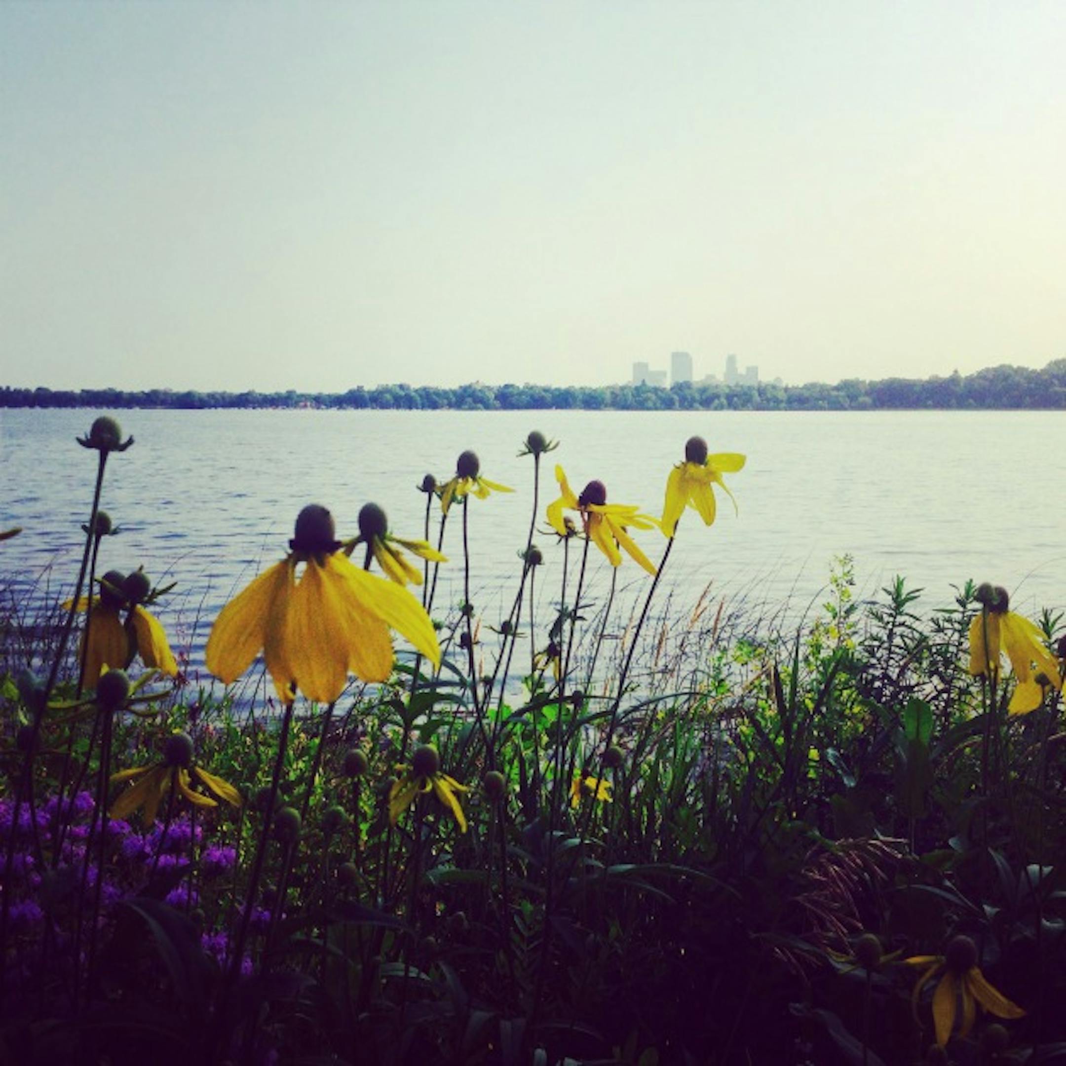 native plants along Lake calhoun