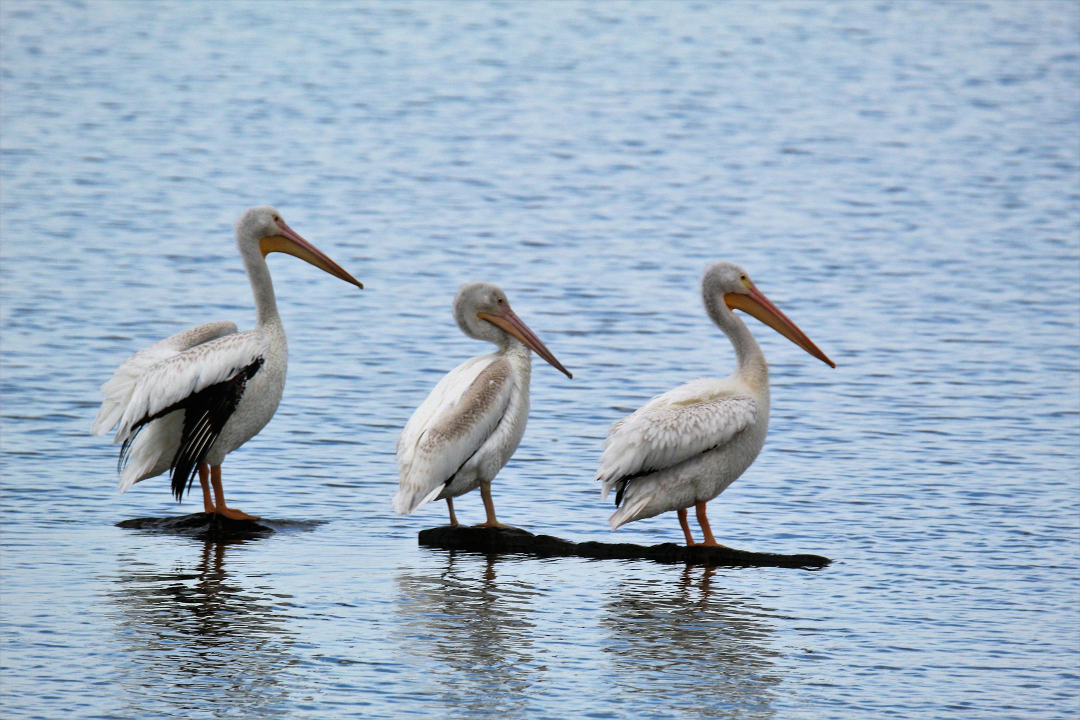 Three white pelicans stand on a sandbar at water's edge.